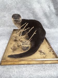 Animal empaillé(taxidermiste à Québec) - Taxidermie Asselin Québec