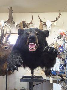 Ours féroce (taxidermiste à Québec) - Taxidermie Asselin Québec