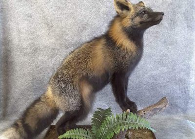 Renard (taxidermiste à Québec) - Taxidermie Asselin Québec